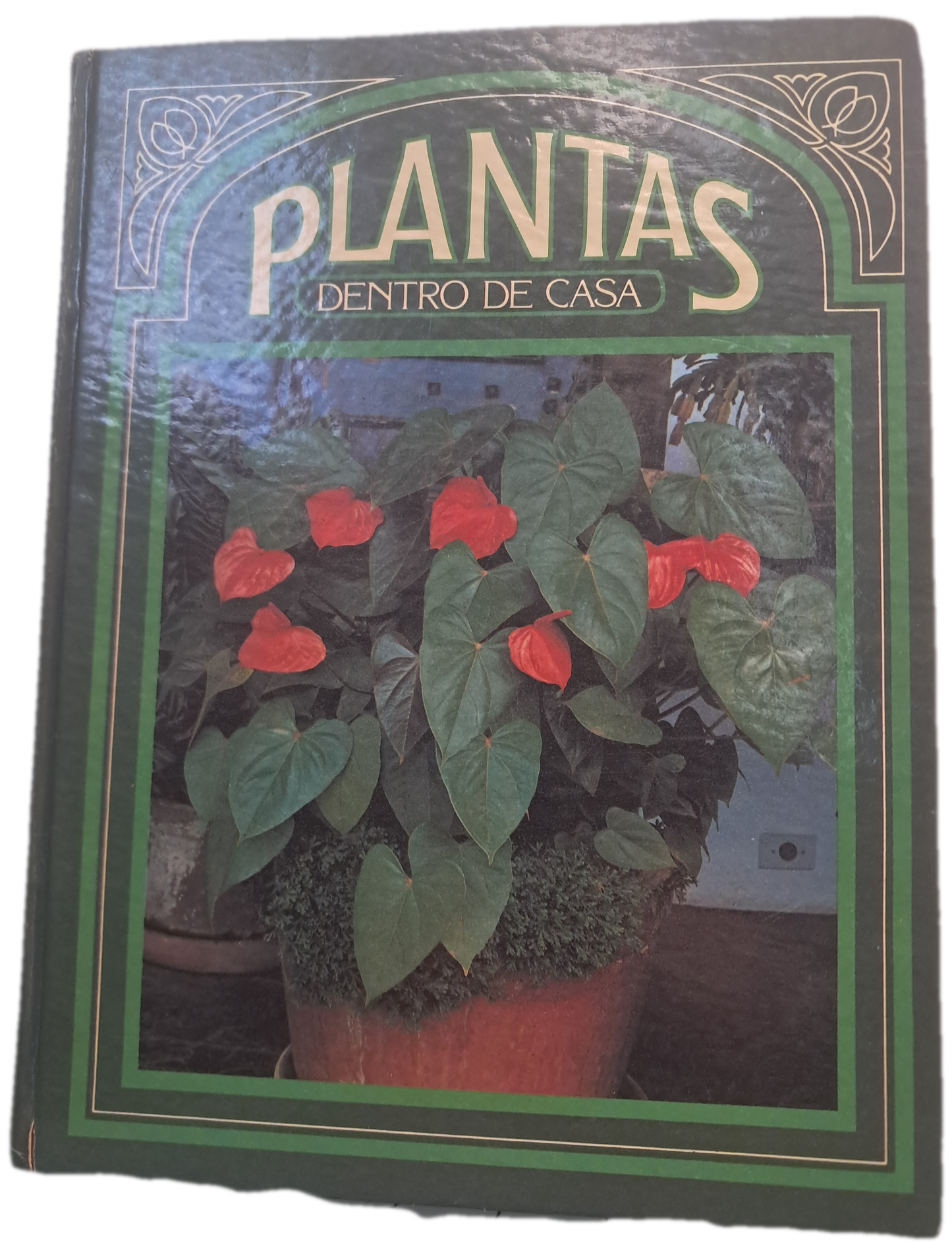 Plantas dentro de Casa (Bom Estado)